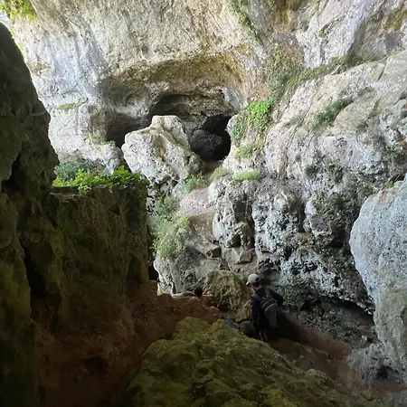Les Cypres Du Brel *